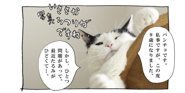 【猫写真４コママンガ】「ひきしめダイエット」パンチョとガバチョ ＃87