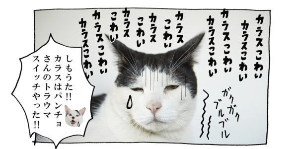 【猫写真４コママンガ】「兄さんのトラウマ」パンチョとガバチョ ＃89