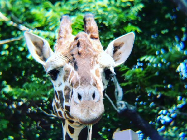 ゾウのアレ激写! 『上野動物園』で大きな動物を超かわいく撮っちゃうコツ #33