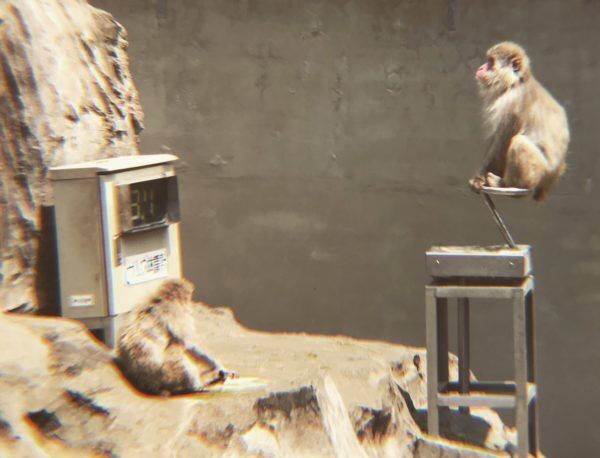 サルのエロ姿も…! 『上野動物園』で小動物を超かわいく撮っちゃうコツ #34