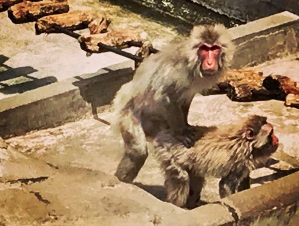 サルのエロ姿も…! 『上野動物園』で小動物を超かわいく撮っちゃうコツ #34