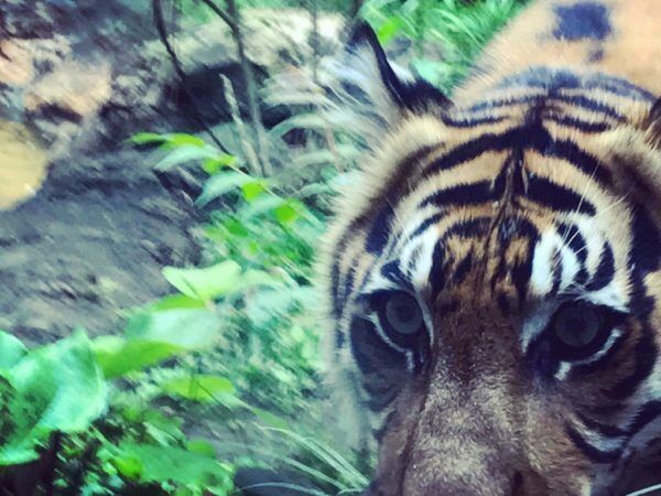 美尻に興奮…  『上野動物園』で人気動物を超かわいく撮っちゃうコツ #35