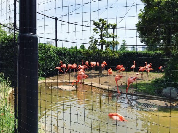 鳥がイケメン!?   『上野動物園』で鳥を超かわいく撮っちゃうコツ #36