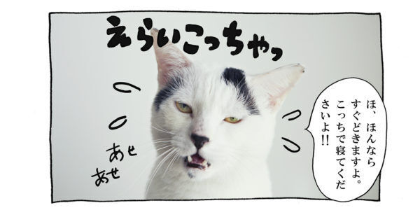 【猫写真４コママンガ】「ツッコミといじめの境界線」パンチョとガバチョ ＃91