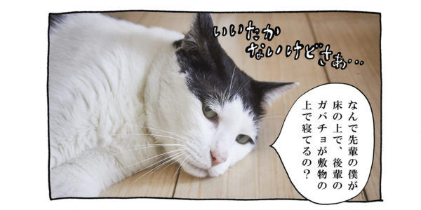 【猫写真４コママンガ】「ツッコミといじめの境界線」パンチョとガバチョ ＃91