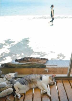 いい猫写真が撮りたい！　カメラマンおすすめ“沖縄”猫スポット