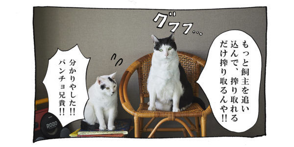 【猫写真４コママンガ】「面構え」パンチョとガバチョ ＃93