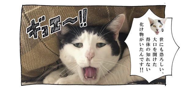 【猫写真４コママンガ】「熱中症対策」パンチョとガバチョ ＃94