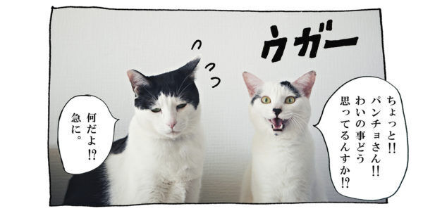 【猫写真４コママンガ】「遠まわしな拒絶？！」パンチョとガバチョ ＃95