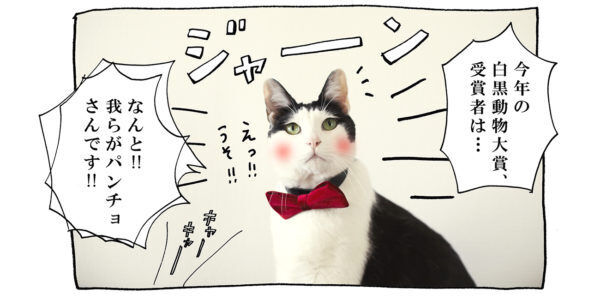 【猫写真４コママンガ】「白黒動物大賞」パンチョとガバチョ ＃97