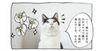 【猫写真４コママンガ】「わたしの花言葉」パンチョとガバチョ ＃98