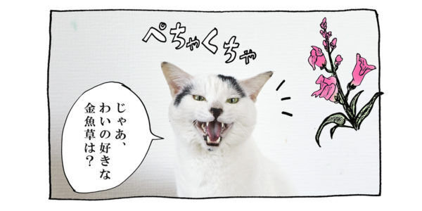 【猫写真４コママンガ】「わたしの花言葉」パンチョとガバチョ ＃98