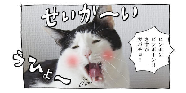 【猫写真４コママンガ】「褒められて伸びるタイプ」パンチョとガバチョ ＃99