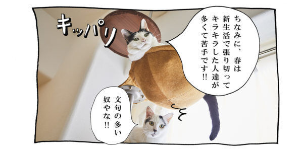 【猫写真４コママンガ】「文句たれ二重アゴ」パンチョとガバチョ ＃101