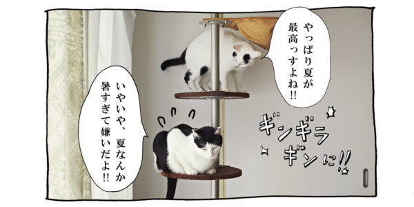 【猫写真４コママンガ】「文句たれ二重アゴ」パンチョとガバチョ ＃101