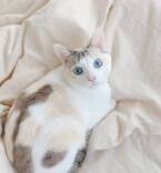 青い瞳のシンデレラ猫!? 「麗しすぎる猫さま」から目が離せない！