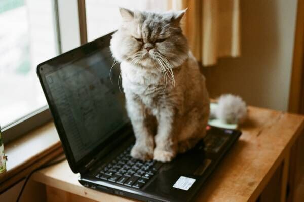 猫がトコトコ…「オンライン飲み会」で起こるペットのハプニング