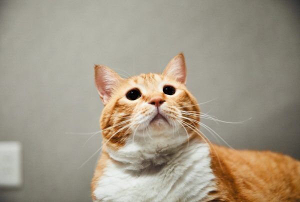 垂れ目の困り顔猫“ぐっぴー”　フォロワー26万人以上の超人気者に！
