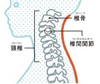 オットセイ&ネコがお手本？　“関節リセット”で疲れ知らずの体に！