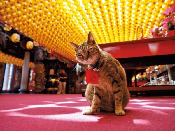 めちゃ愛くるしい～！　構想6年の写真展『岩合光昭の世界ネコ歩き』