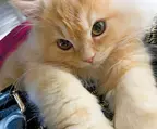 あざとかわいい～にゃんこが豊作　anan猫さま大賞「美猫賞」発表！