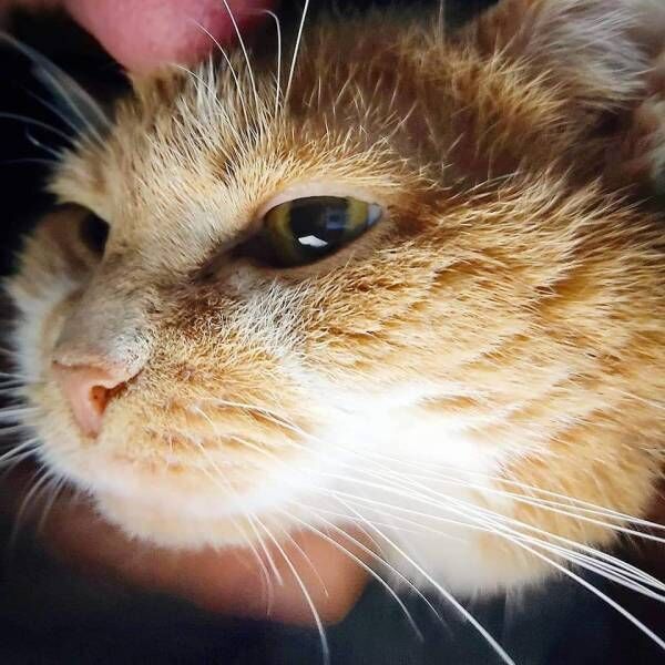 廃車に置き去りにされていた子猫…16年後、蝶ネクタイで食事を楽しむグルメ猫さまに