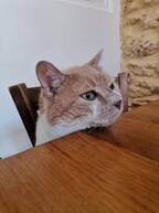廃車に置き去りにされていた子猫…16年後、蝶ネクタイで食事を楽しむグルメ猫さまに