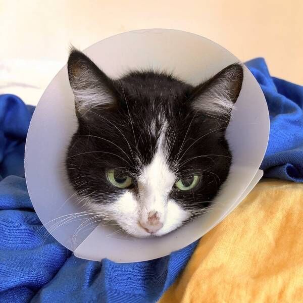 「ちょっとした奇跡ですよ」と獣医さん…14歳の猫さまが大病を克服できたワケ