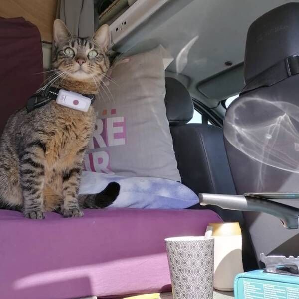 飼い主と車に暮らして3年…国中を旅する猫さまが「最も驚いたこと」とは？