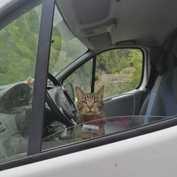 飼い主と車に暮らして3年…国中を旅する猫さまが「最も驚いたこと」とは？