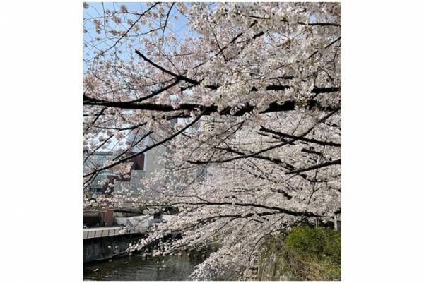 絶景の桜名所、お花見スポット！ 女性約200人に聞いた「激推しの桜景色」12選