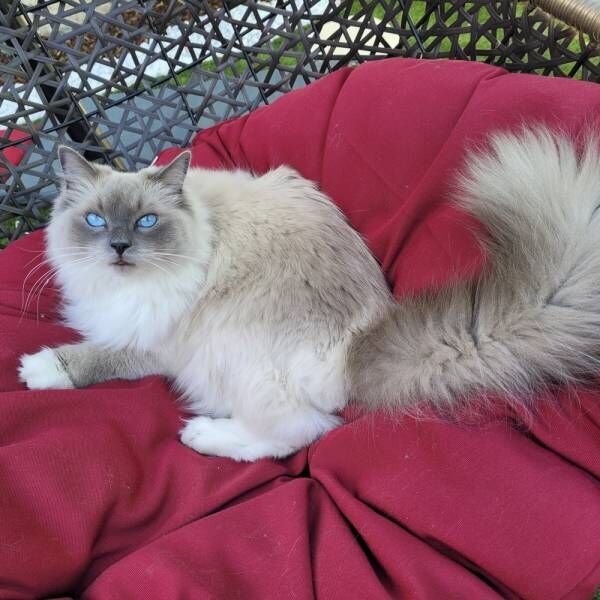 もふもふの毛と青い目にゾッコン…ラグドール猫さまたちの特別なおやつとは