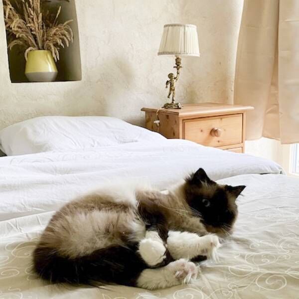 美しい眠り姫です…寝るの大好きラグドール猫さまが飼い主から任されていること