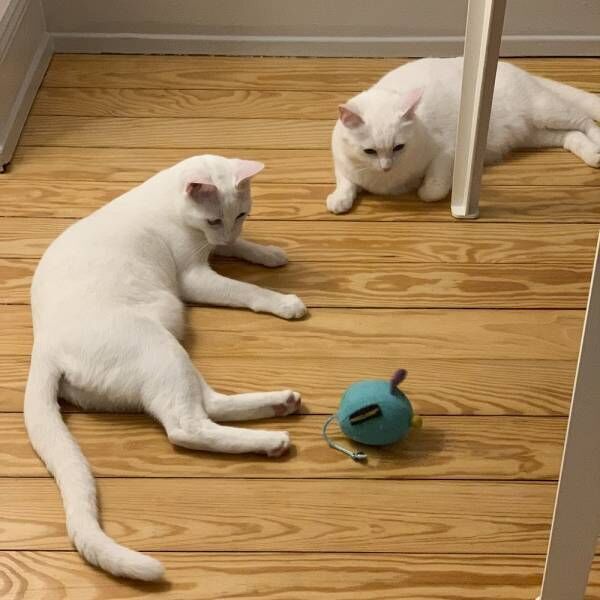 姉弟みたいでしょ…真っ白な猫さまたちのちょっと意外な共通点