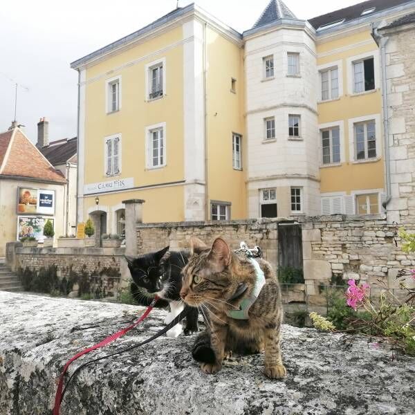 ネイルしてるみたいでしょ…世話好きなお姉さん猫さまの能力とは