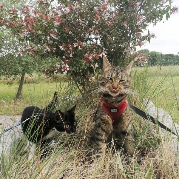 ネイルしてるみたいでしょ…世話好きなお姉さん猫さまの能力とは