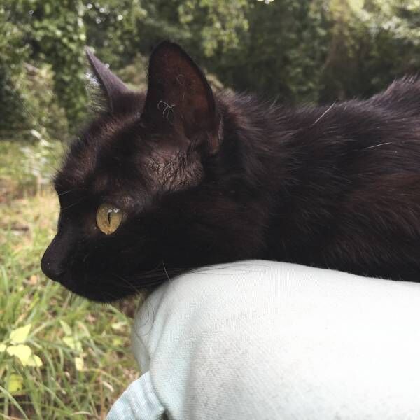 ホースの水も大好きです…愛にあふれた黒猫さまとぶち猫さまの生活