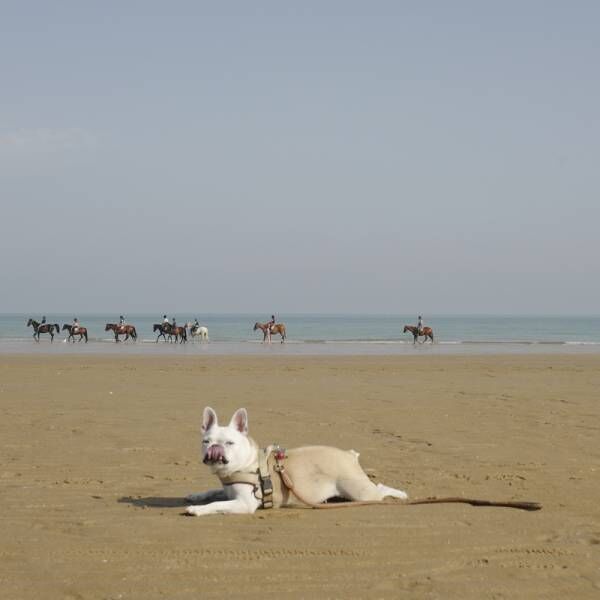 遊びすぎてクタクタです…電池切れした犬さまのかわいいサインとは