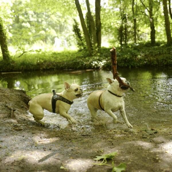 遊びすぎてクタクタです…電池切れした犬さまのかわいいサインとは