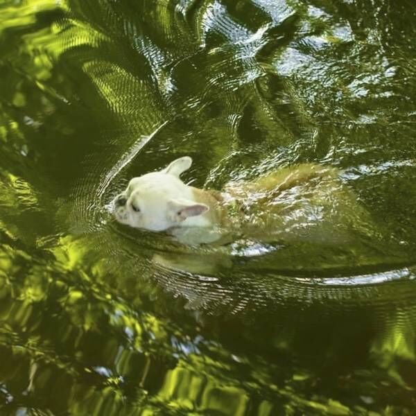 遊びすぎてクタクタです…電池切れした犬さまのかわいいサインとは