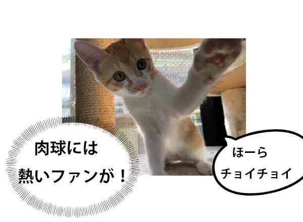 【シン・猫さま占い】最強運を勝ち取る猫さまは？ 3月6日から3月12日運勢ランキング