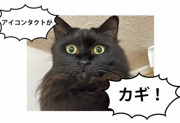 【シン・猫さま占い】大幸運に恵まれる猫さまは？ 3月20日から3月26日運勢ランキング