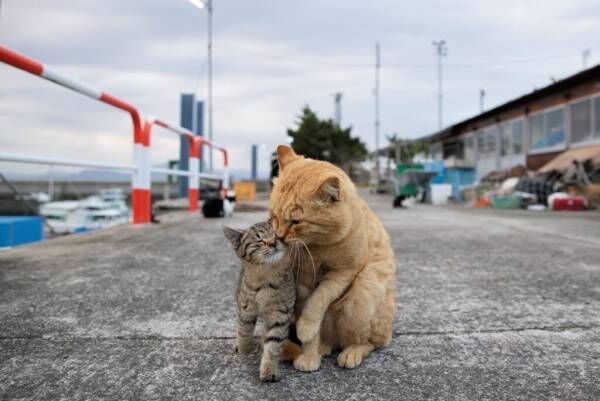 宿泊施設までにゃんこが道案内!? 猫写真家お気に入りの“猫の島”4選