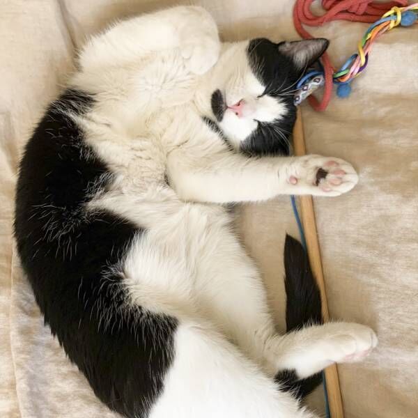 堂々たるヒゲ猫さま…口を開けているようにも見えるチャームポイント！