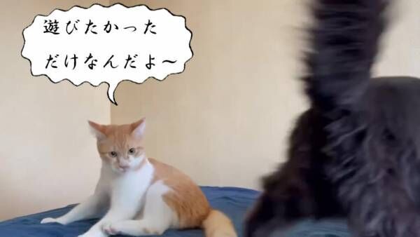 【シン・猫さま占い】大幸運を掴み取る猫さまは？ 4月3日から4月9日運勢ランキング