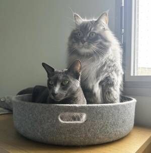 別名コウモリとテディベア…猫さま仕様のアパートに住む美形猫さまたち