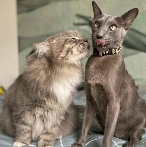 別名コウモリとテディベア…猫さま仕様のアパートに住む美形猫さまたち