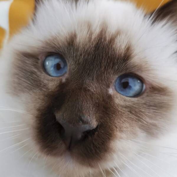 青い瞳の子クマのよう…1歳前の猫さまの見事なおなかで癒されたい！