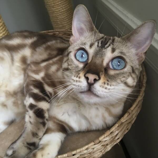 目ヂカラがハンパない…青い瞳でおねだりする猫さまの飼い主孝行な一面とは