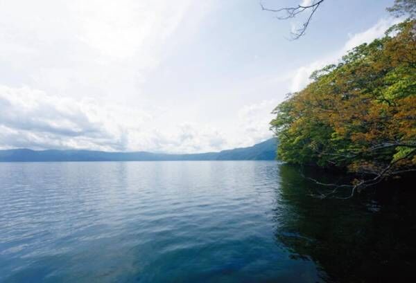 癒しの夏旅・1 木漏れ日と川のせせらぎを感じて。苔観察も楽しい、奥入瀬渓流。